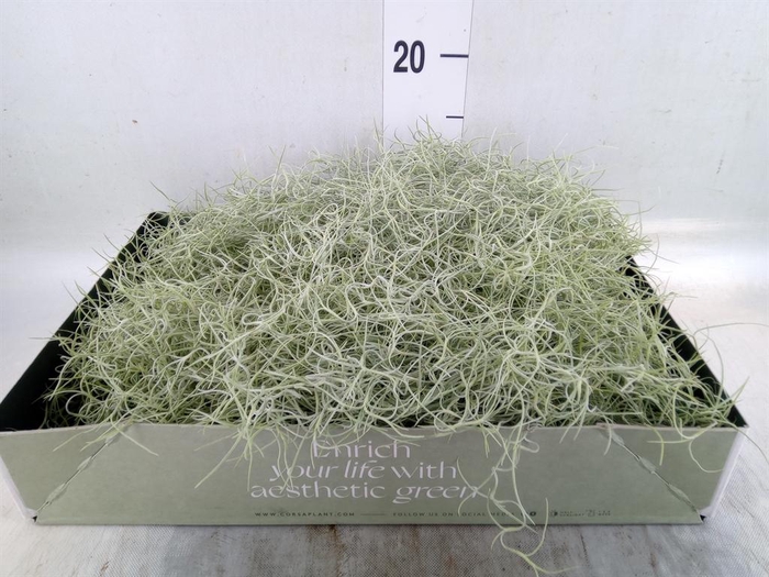 <h4>Tillandsia usneoides</h4>