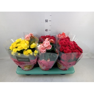 Begonia elat. DU ...mix