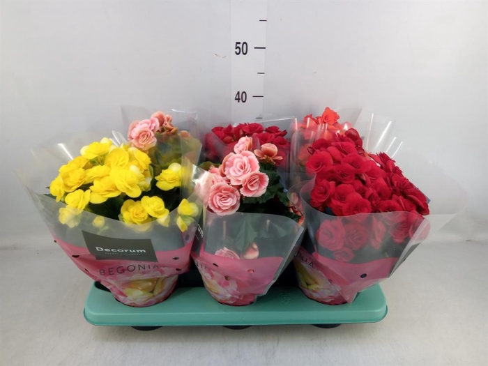 <h4>Begonia elat. DU   ...mix</h4>