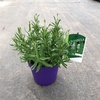 Lavandula angustifolia Aromance White