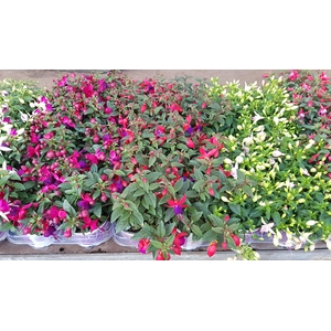 FUCHSIA B F GEM
