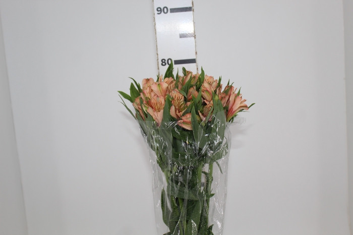 <h4>ALSTROEMERIA CANYON 080 CM</h4>