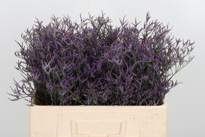 <h4>Lim Saf Dark Blue</h4>