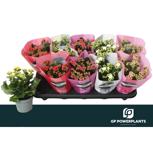 KAL GE PERF GEM 5 KL