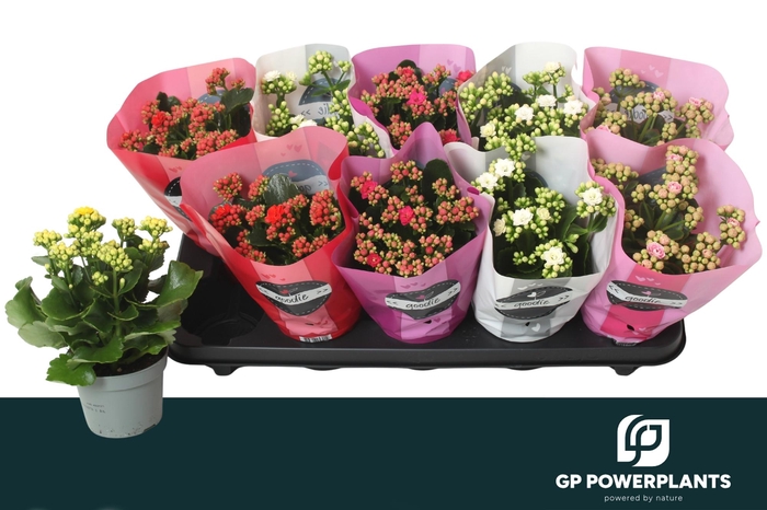 <h4>KAL GE PERF GEM 5 KL</h4>