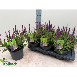 SALVIA NE SE DP BLUE