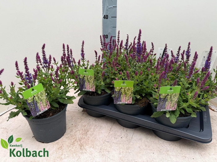 <h4>SALVIA NE SE DP BLUE</h4>