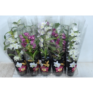 DENDROBIUM P12 PREMIUM