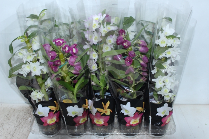 DENDROBIUM P12 PREMIUM