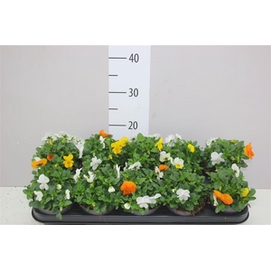 Viola Cornuta Em Mm Amsterdam Mix In Pot