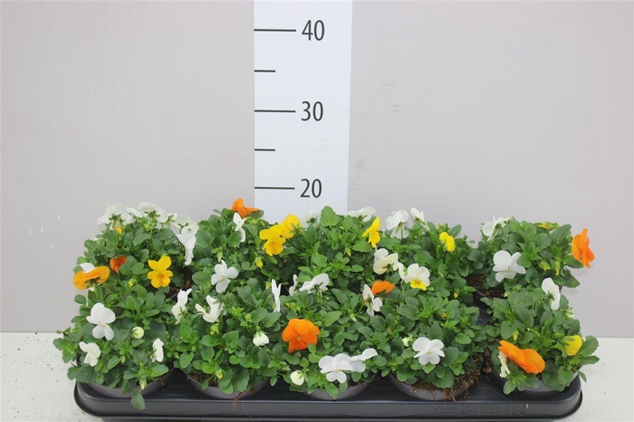 <h4>Viola Cornuta Em Mm Amsterdam Mix In Pot</h4>