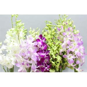 Aa Promo Mix Nice Medium