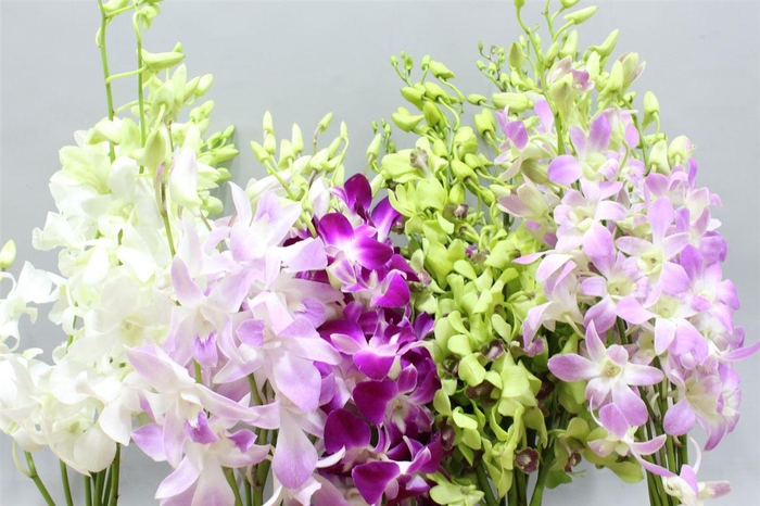 <h4>Aa Promo Mix Nice Medium</h4>