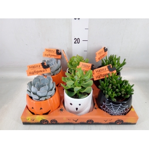 Succulents   ...