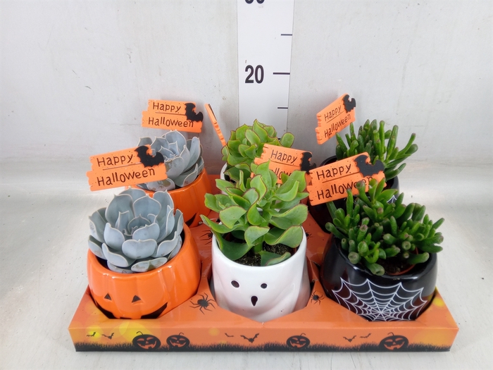 <h4>Succulents   ...</h4>