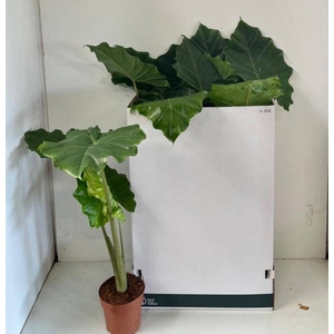 !! PROMO !! ALOC PORTODORA P17 80CM