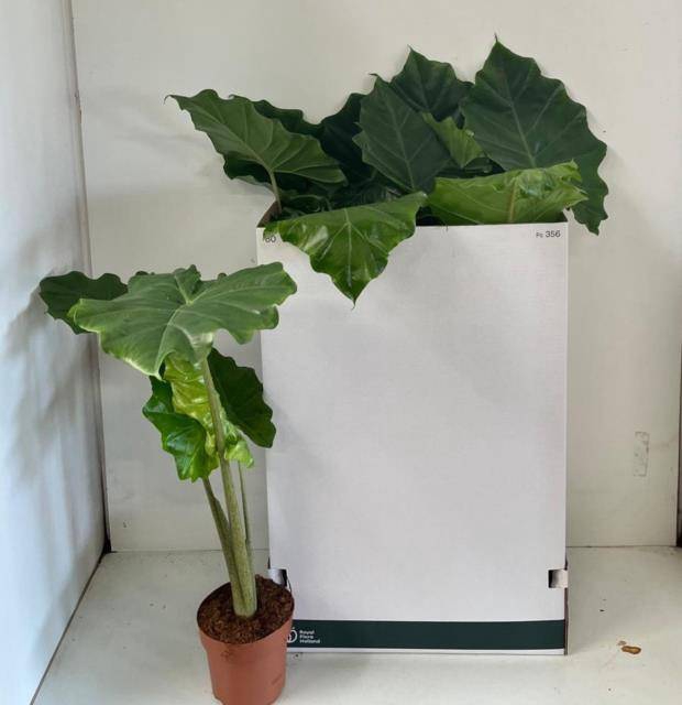 <h4>ALOC PORTODORA P17 80CM</h4>
