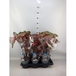 Caladium  'Carolyn Whorton'