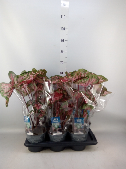 <h4>Caladium  'Carolyn Whorton'</h4>
