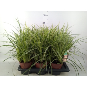 Carex morrowii 'Ice Dance'