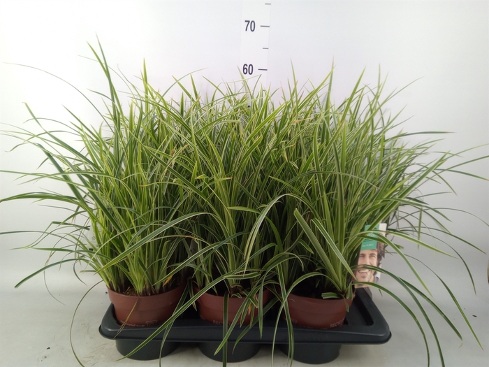 <h4>Carex morrowii 'Ice Dance'</h4>