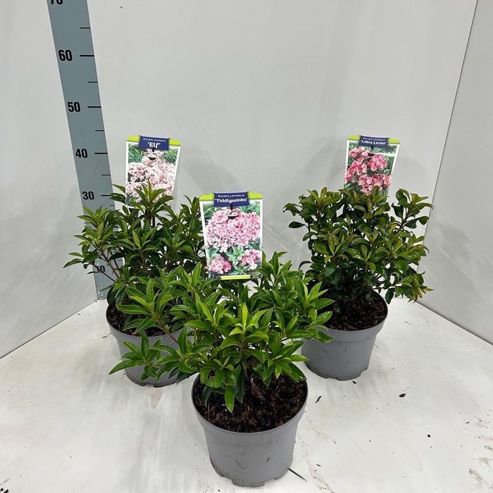 <h4>Kalmia latifolia</h4>