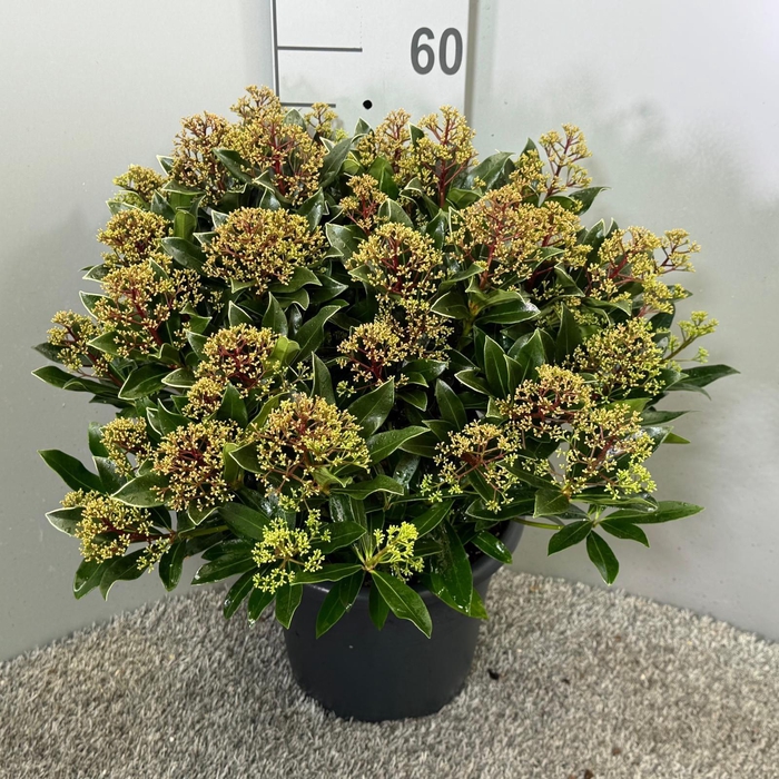 <h4>Skimmia japonica 'Rubesta Cuba'</h4>