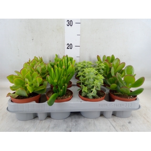 Crassula   ...