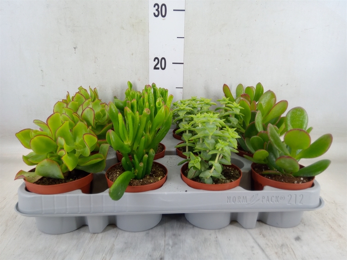 <h4>Crassula   ...</h4>