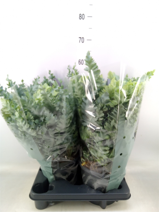 <h4>Phlebodium aureum 'Davana'</h4>