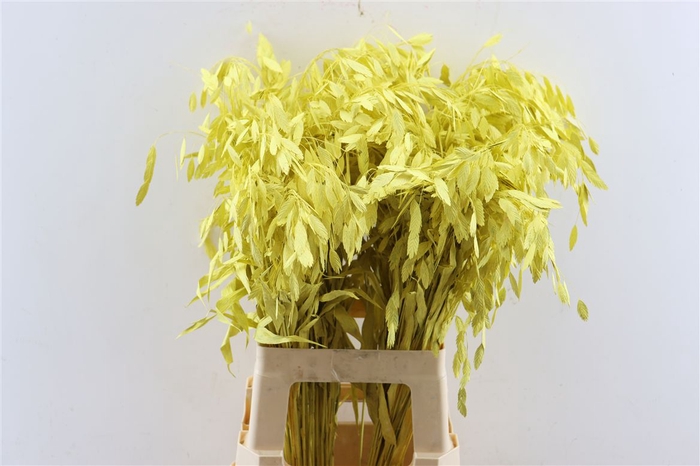 Dried Chasmantium Yellow P Stem