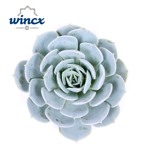 Echeveria Grey Prince Cutflower Wincx-10cm