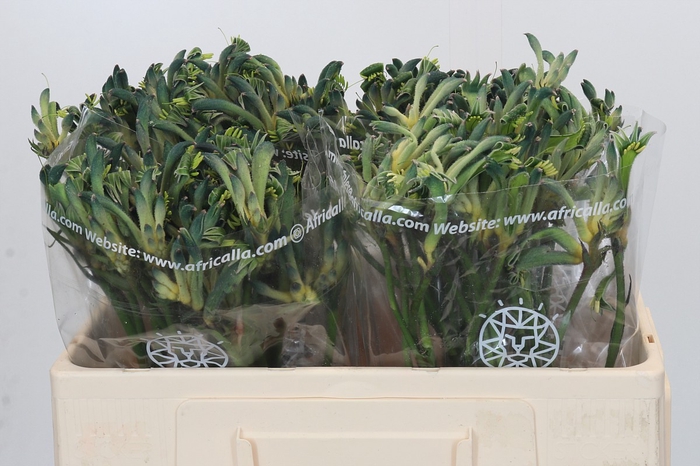 <h4>Anigozanthos Overig</h4>
