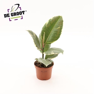 Ficus elastica 'Tineke'