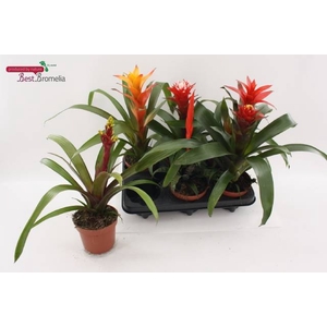 BROMELIA MIX P12