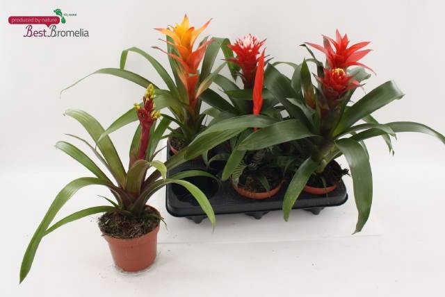 <h4>BROMELIA MIX P12</h4>