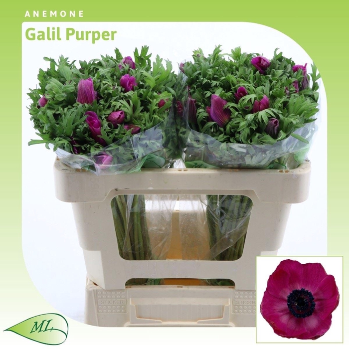 <h4>Anemone Galil Purper</h4>
