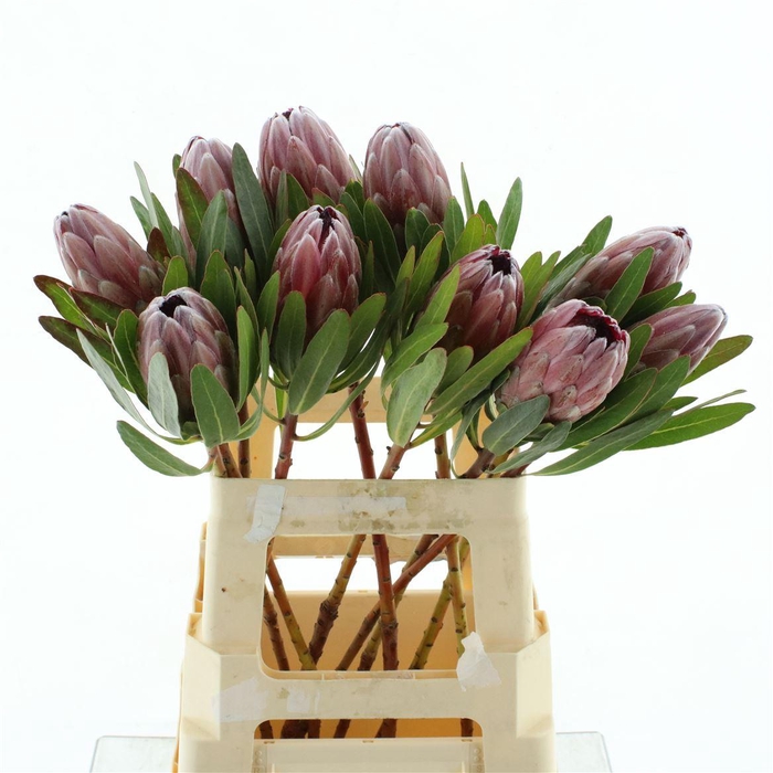 <h4>Protea Cardinal Too</h4>