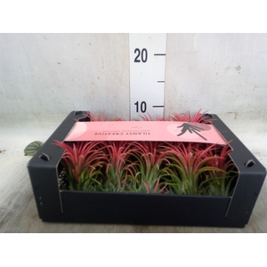 Tillandsia ionantha