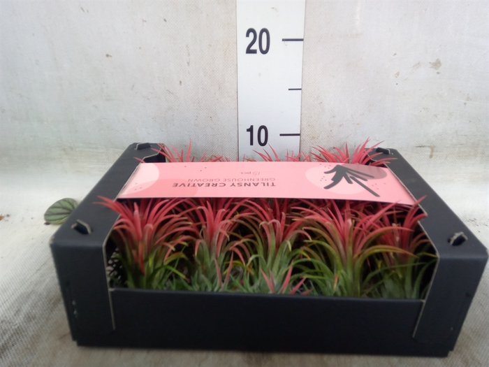 <h4>Tillandsia ionantha</h4>