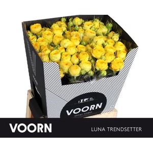 R Tr Luna Trendsetter Voorn