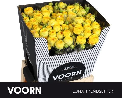 <h4>R Tr Luna Trendsetter Voorn</h4>