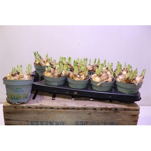 arr8 Narc O Tete A Tete