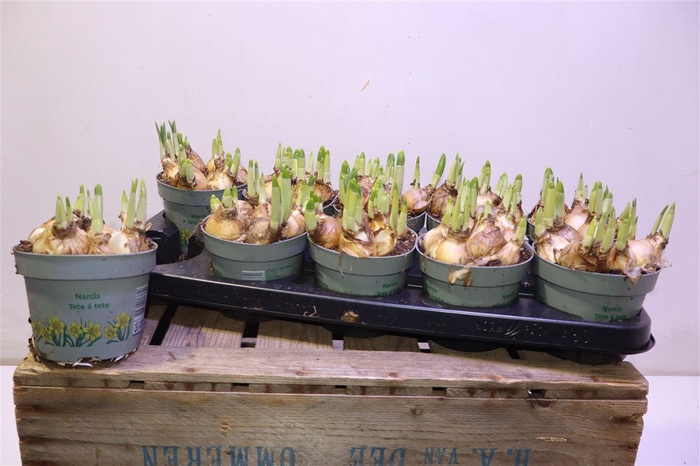 <h4>arr8 Narc O Tete A Tete</h4>