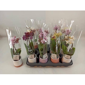 PHAL MINI