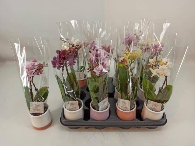 <h4>PHAL MINI</h4>