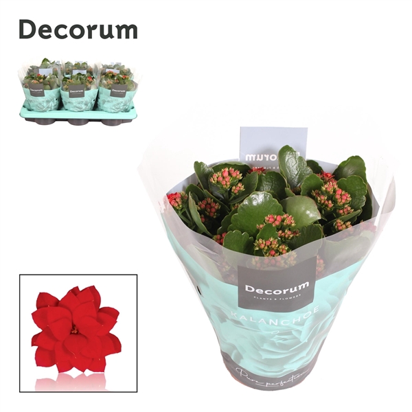 <h4>Kalanchoe Decorum - Red</h4>