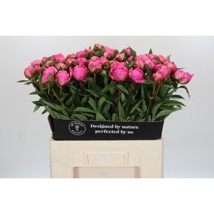 Paeonia Dr A Fleming