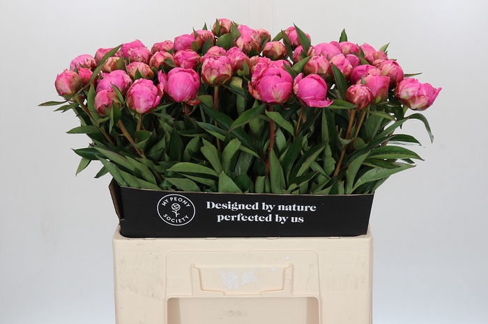 Paeonia Dr A Fleming