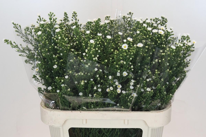 <h4>Aster Paquita</h4>